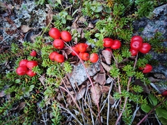 Cornus suecica, photograph (c) Полина Полежанкина, some rights reserved (CC BY)