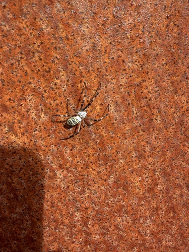 Wasp Spider