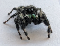 Phidippus audax
