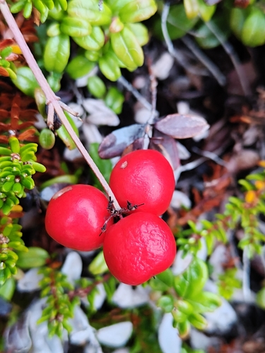 Cornus suecica, photograph 2
