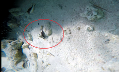 Canthigaster rostrata