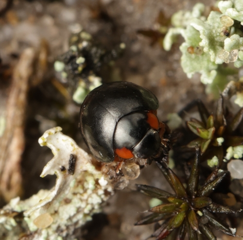 Flashlight Shield Lady Beetle