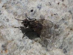 Limnophora maculosa