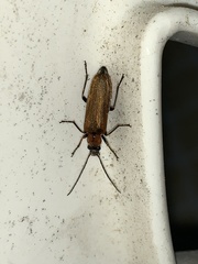 Anogcodes rufiventris