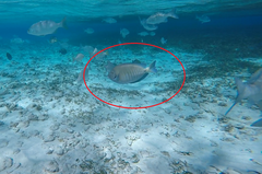 Acanthurus chirurgus