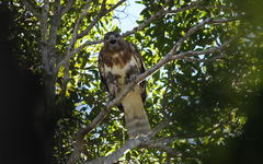 Buteo brachypterus
