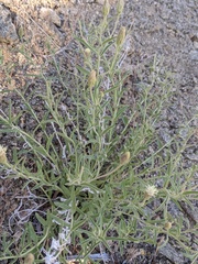 Brickellia oblongifolia