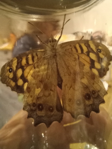 Speckled Wood
