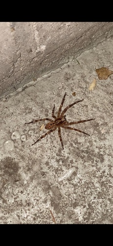 Mediterranean Spiny False Wolf Spider