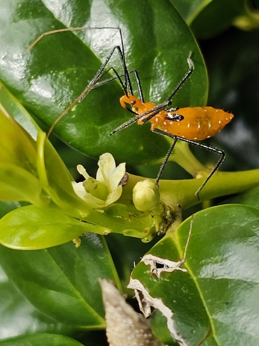 Milkweed Assassin Bug