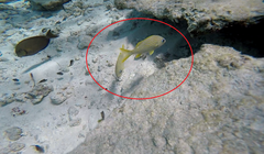 Haemulon flavolineatum