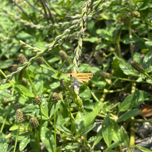 Southern Skipperling