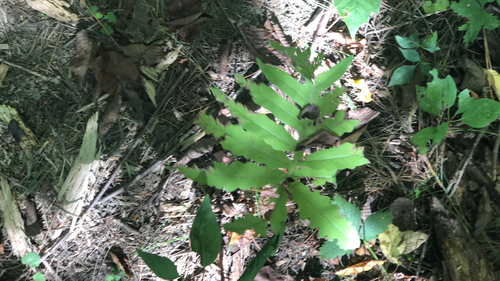 sensitive fern