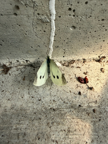 Small White