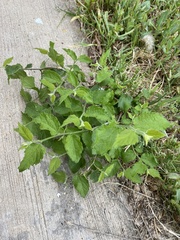 Magnoliopsida