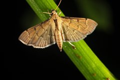 Herpetogramma rudis