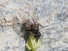 Limnophora maculosa