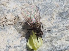 Limnophora maculosa