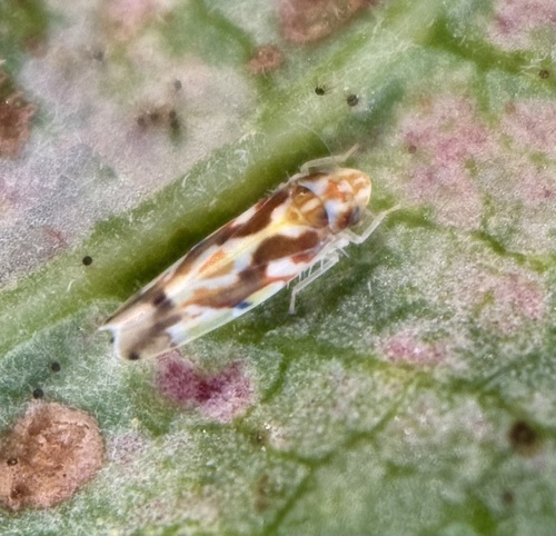 Virginia Creeper Leafhopper