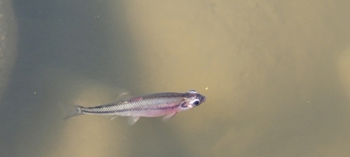 Fathead Minnow