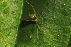 Thwaitesia margaritifera