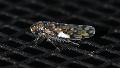 Xestocephalus tessellatus