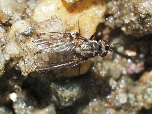 Limnophora maculosa