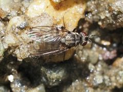 Limnophora maculosa