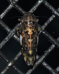Xestocephalus tessellatus