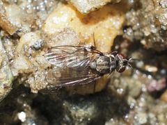 Limnophora maculosa
