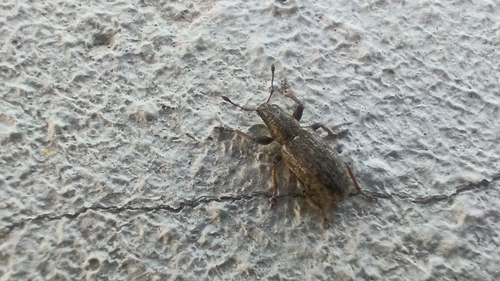 Sweetclover weevil