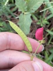 Tephrosia spicata