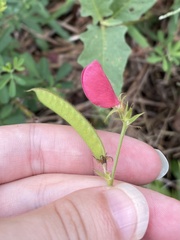 Tephrosia spicata, photograph (c) northerly, some rights reserved (CC BY)