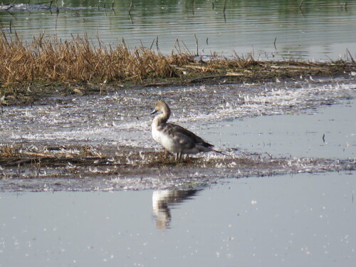 Northern Pintail