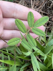 Tephrosia spicata, photograph (c) northerly, some rights reserved (CC BY)