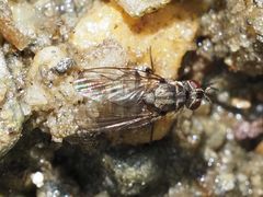 Limnophora maculosa