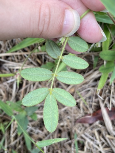 Tephrosia spicata, photograph 4