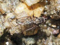 Limnophora maculosa