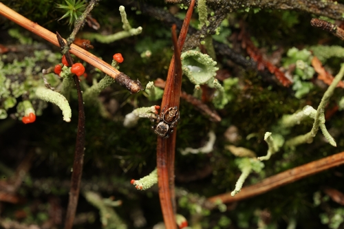Woodland Jumping Spider