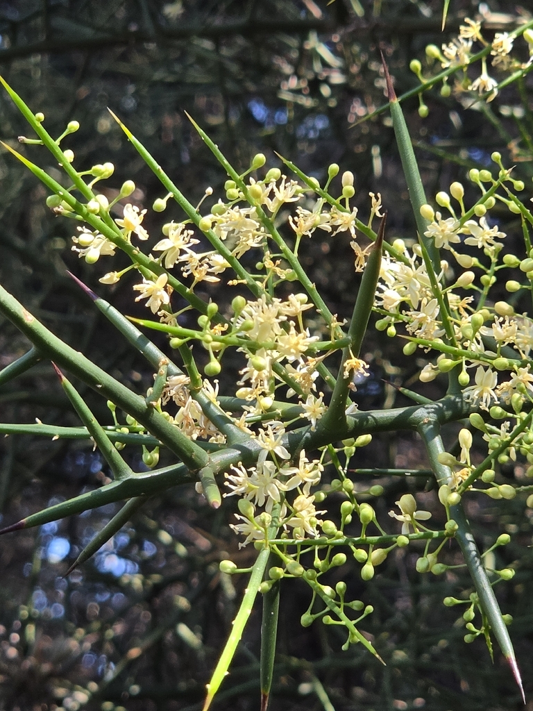 Koeberlinia holacantha