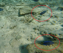 Acanthurus coeruleus