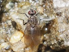 Limnophora maculosa
