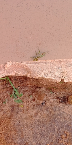 Common Ghost Mantis