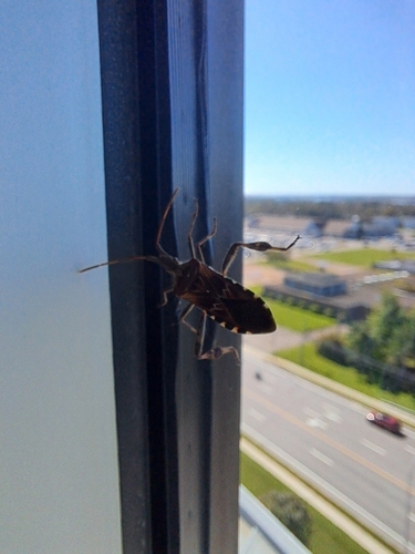 Western Conifer Seed Bug