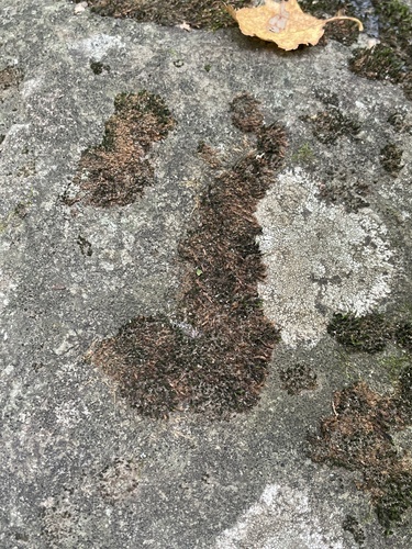 Schistidium apocarpum observed 2026-09-24