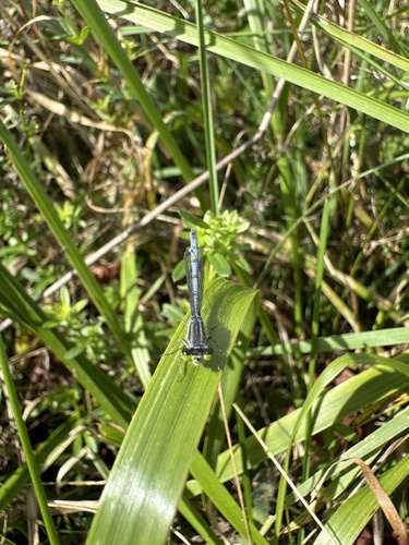 Eastern Forktail