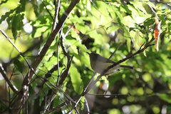 Newtonia brunneicauda