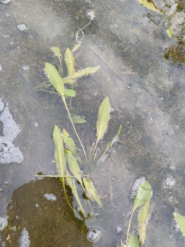 Longleaf Pondweed