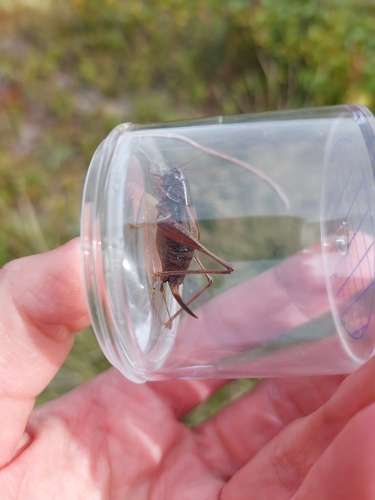 Purple Meadow Bush-cricket