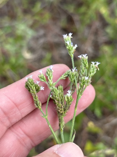Verbena brasiliensis